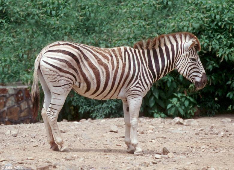 Zebra; DISPLAY FULL IMAGE.