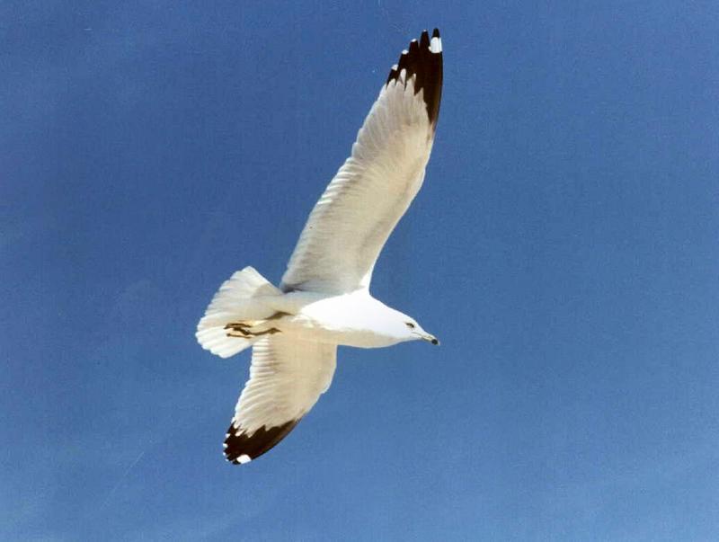 Sea Gull; DISPLAY FULL IMAGE.