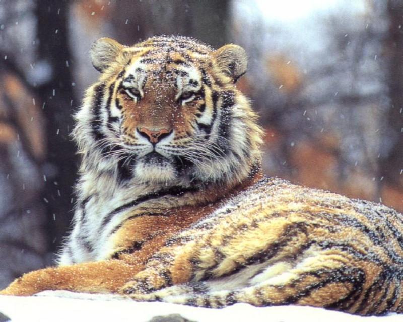 Tiger; DISPLAY FULL IMAGE.