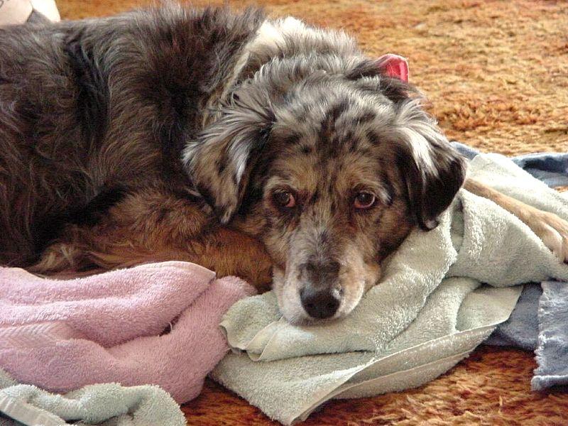 Siva's Laundry-day throne (dog) - siva011.jpg (0/1); DISPLAY FULL IMAGE.