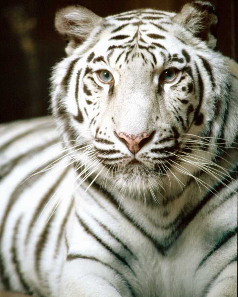White Tiger; DISPLAY FULL IMAGE.