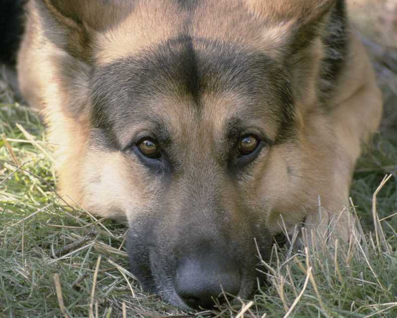 German Shepherd; DISPLAY FULL IMAGE.