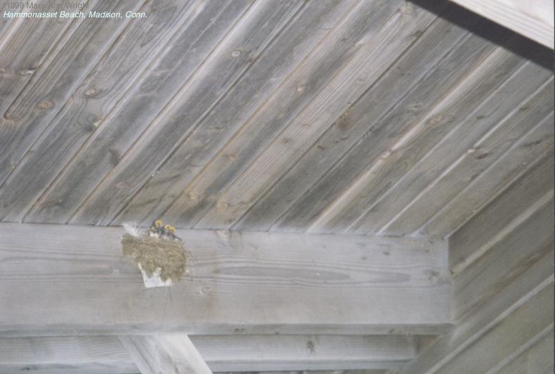 Hammonasset Beach, Conn.: Swallows2.jpg; DISPLAY FULL IMAGE.