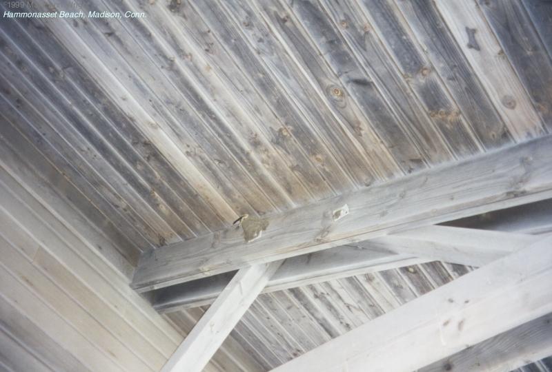 Hammonasset Beach, Conn.: Swallows3.jpg; DISPLAY FULL IMAGE.