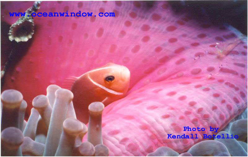 More clownfish from Truk Lagoon; DISPLAY FULL IMAGE.