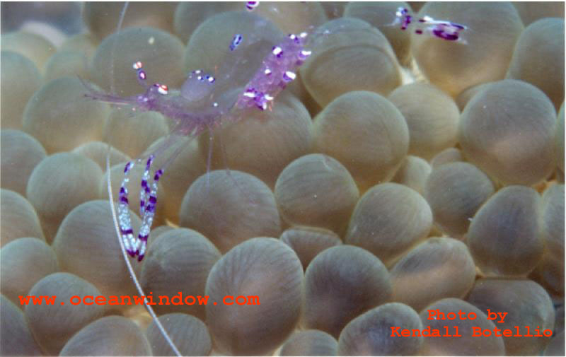 Another critter taken in Truk Lagoon; DISPLAY FULL IMAGE.