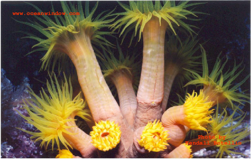 Another  killer shot of soft corals of Truk; DISPLAY FULL IMAGE.