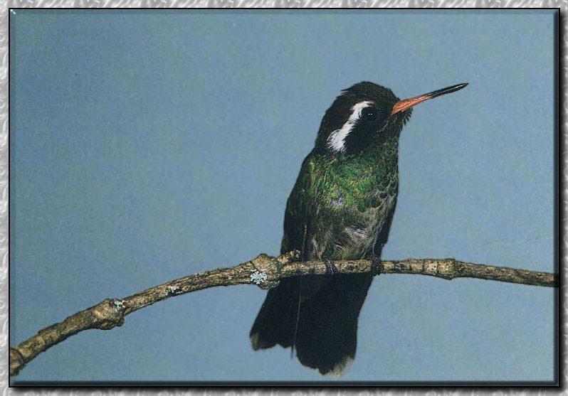 Hummingbird - White-eared; DISPLAY FULL IMAGE.