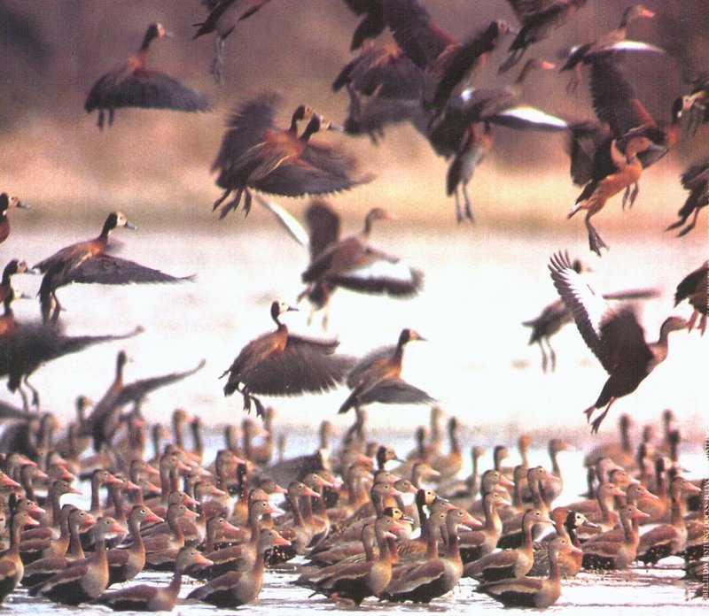 Whistling Ducks; DISPLAY FULL IMAGE.