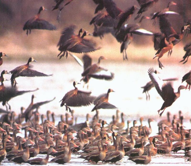 Whistling Ducks; DISPLAY FULL IMAGE.