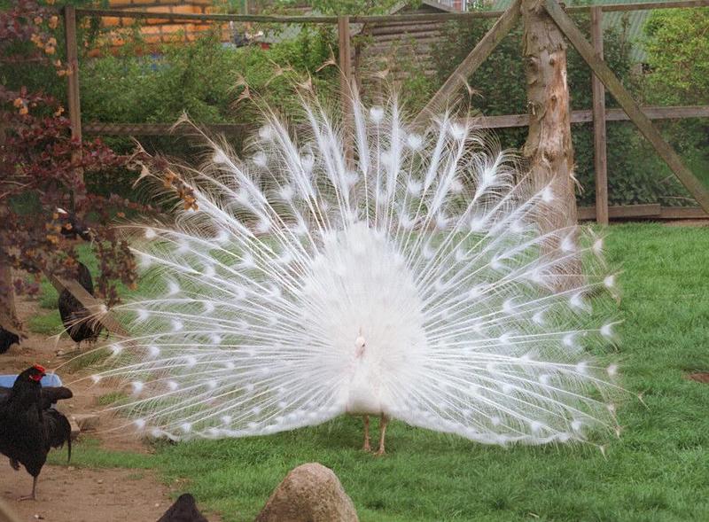 Another birdie from Kruezen Animal Park - White peacock bragging just a bit :-); DISPLAY FULL IMAGE.