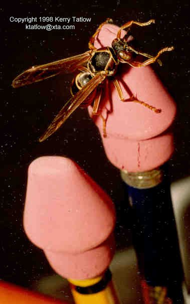 Why You Should Not Chew Erasers - ktatlow@xta.com.jpg; Image ONLY