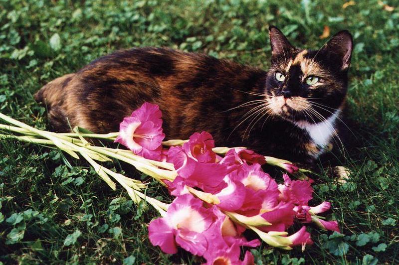 calico cat; DISPLAY FULL IMAGE.