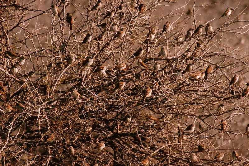 Tree Sparrows - aas50684.jpg [1/1]; DISPLAY FULL IMAGE.