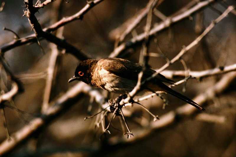 IDENTIFY this bird - What bird is this?; DISPLAY FULL IMAGE.