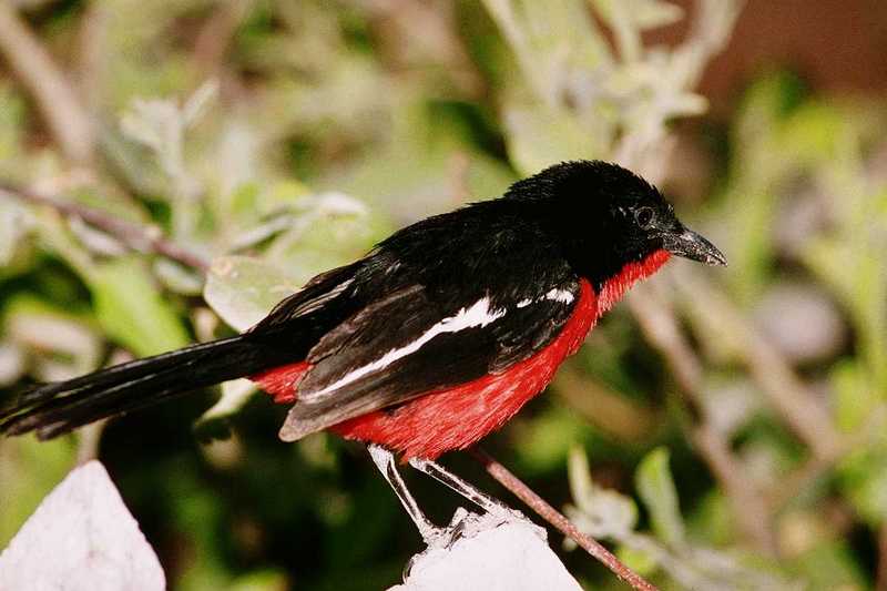 Crimson-breasted Gonolek, Laniarius atrococcineus; DISPLAY FULL IMAGE.