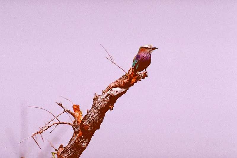 Lilac-breasted Roller - aas50687.jpg [1/1]; DISPLAY FULL IMAGE.