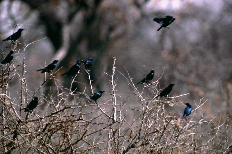 IDENTIFY this bird - what is this bird species?; DISPLAY FULL IMAGE.