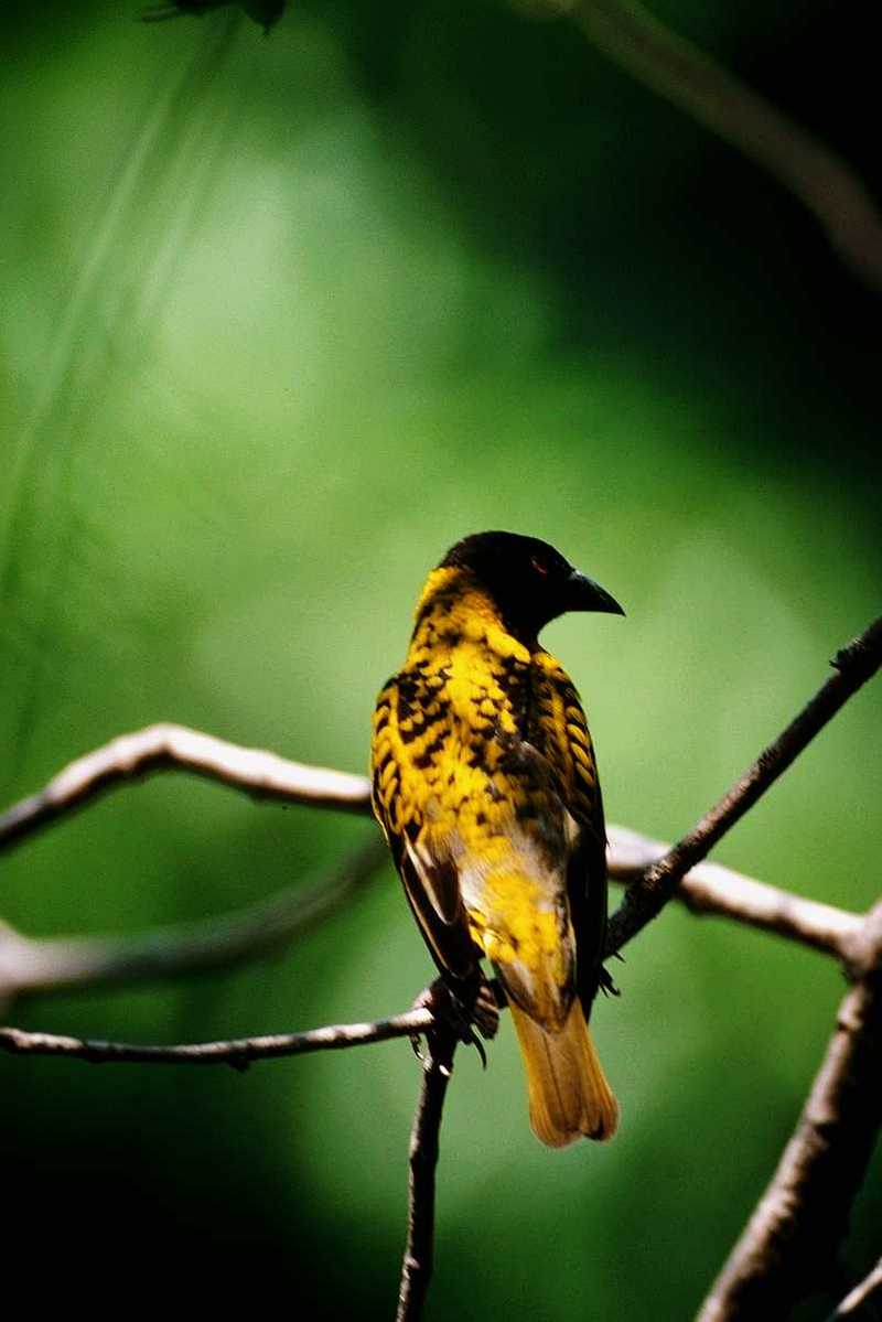 IDENTIFY this bird - Can anyone id what bird this is?; DISPLAY FULL IMAGE.