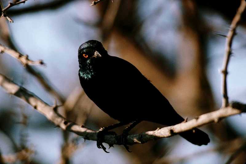 IDENTIFY this bird - aas50692.jpg --> Bronzed Cowbird; DISPLAY FULL IMAGE.