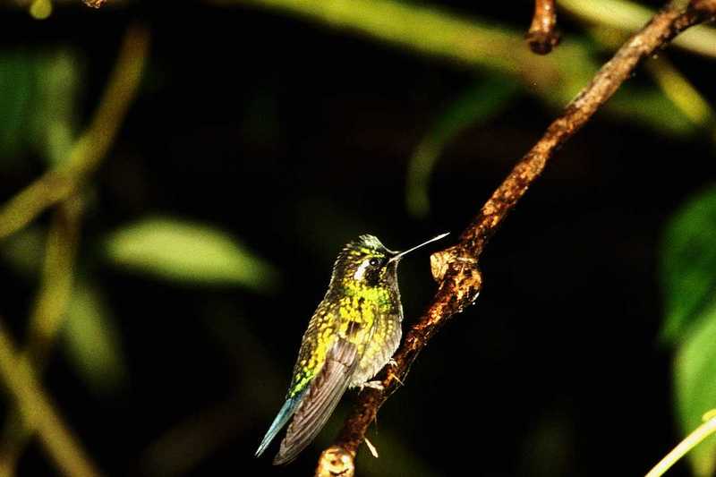 IDENTIFY this bird - aas50693.jpg [1/1]; DISPLAY FULL IMAGE.