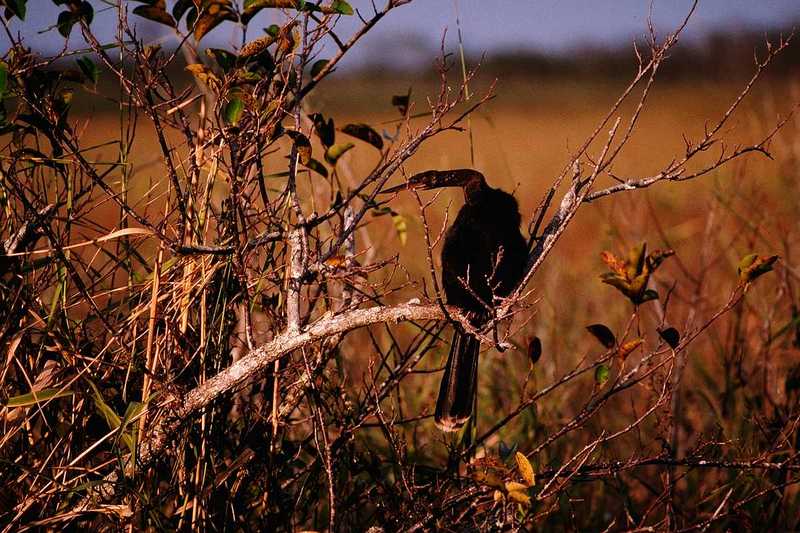 IDENTIFY this bird - aas50694.jpg [1/1]; DISPLAY FULL IMAGE.
