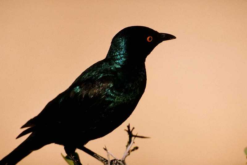 IDENTIFY this bird - aas50695.jpg --> Bronzed Cowbird; DISPLAY FULL IMAGE.