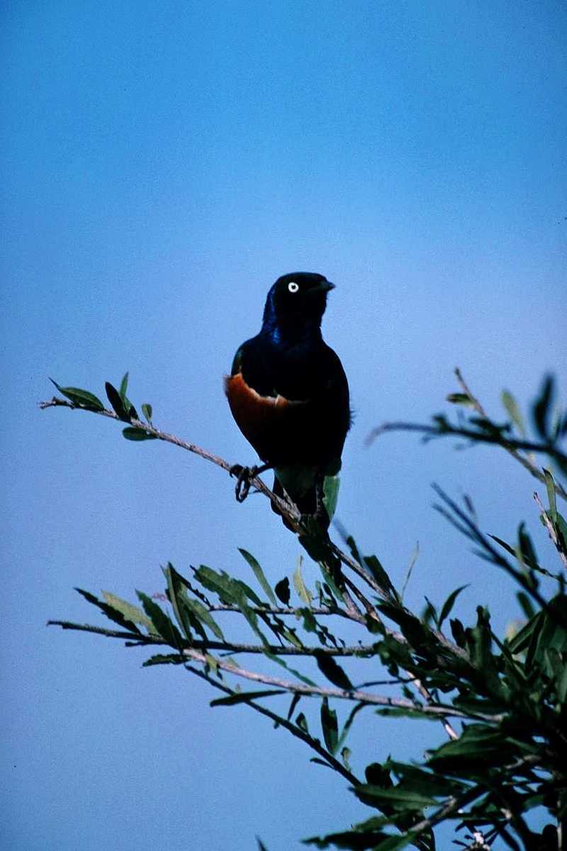 Superb Starling - aas50701.jpg (1/1); DISPLAY FULL IMAGE.