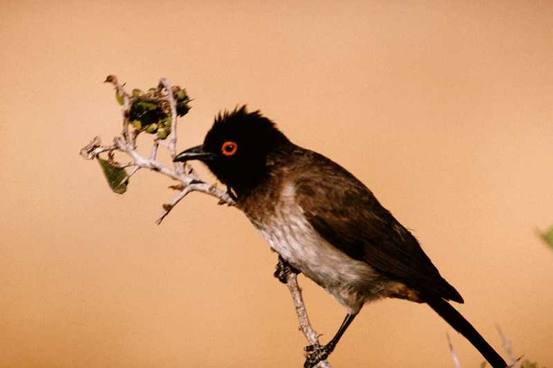 Red-eyed Bulbul - aas50705.jpg (1/1); DISPLAY FULL IMAGE.