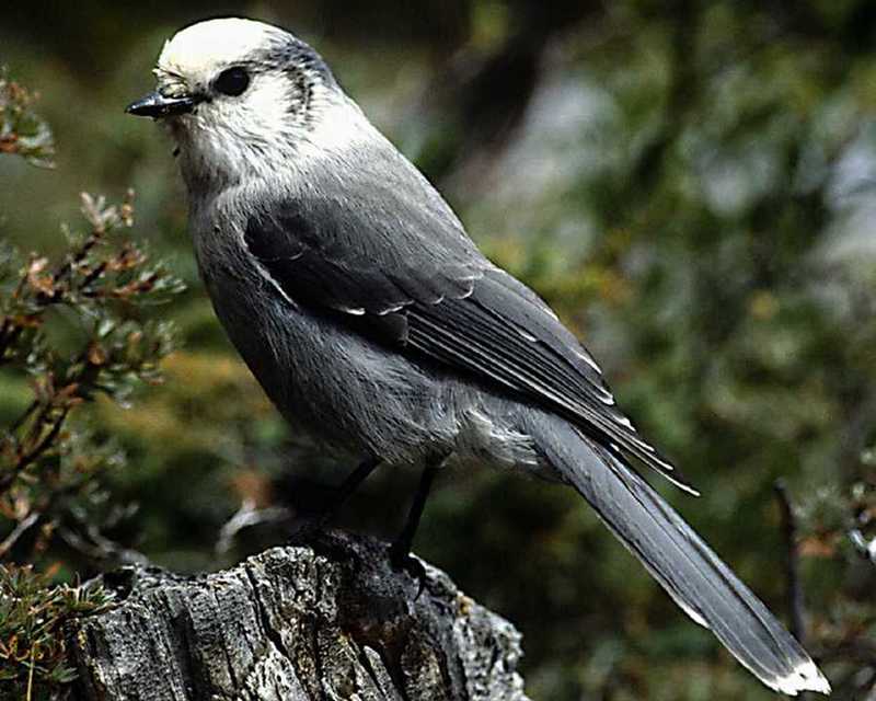 Identification needed for this bird - aas50933.jpg (1/1); DISPLAY FULL IMAGE.