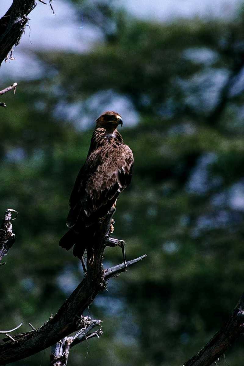 Identification needed for this bird of prey - aat50279.jpg (1/1); DISPLAY FULL IMAGE.