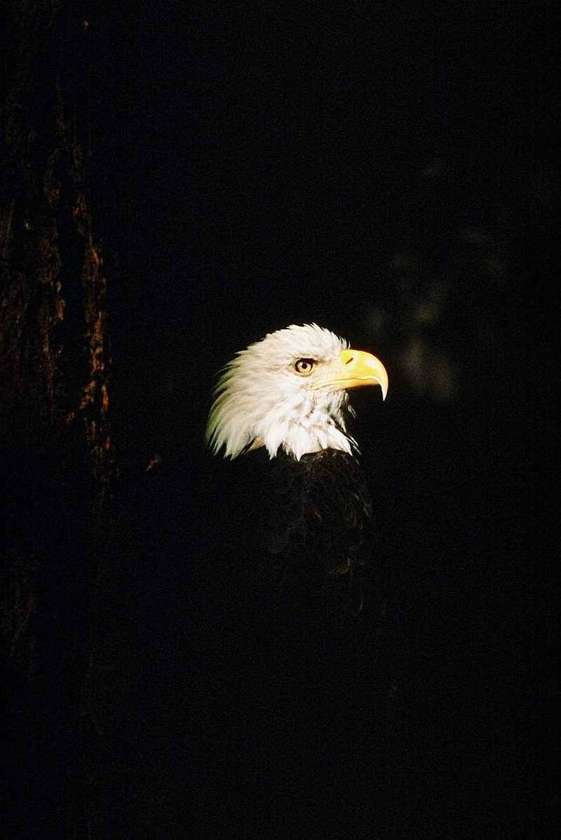 Bald Eagle - aat50283.jpg (1/1); DISPLAY FULL IMAGE.