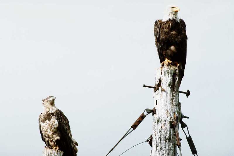 Bald Eagle and ? - aat50284.jpg (1/1); DISPLAY FULL IMAGE.
