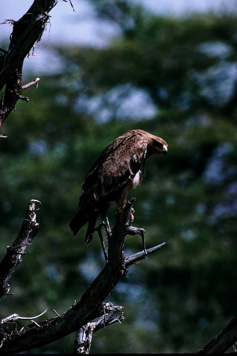 Identification needed for this bird of prey - aat50288.jpg (1/1); DISPLAY FULL IMAGE.