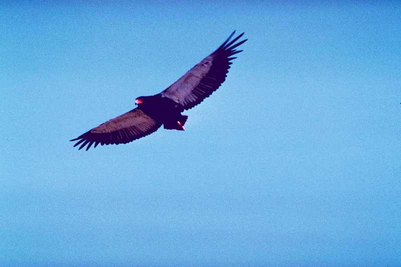 Identification needed for this bird of prey - aat50289.jpg -- bateleur (Terathopius ecaudatus); DISPLAY FULL IMAGE.