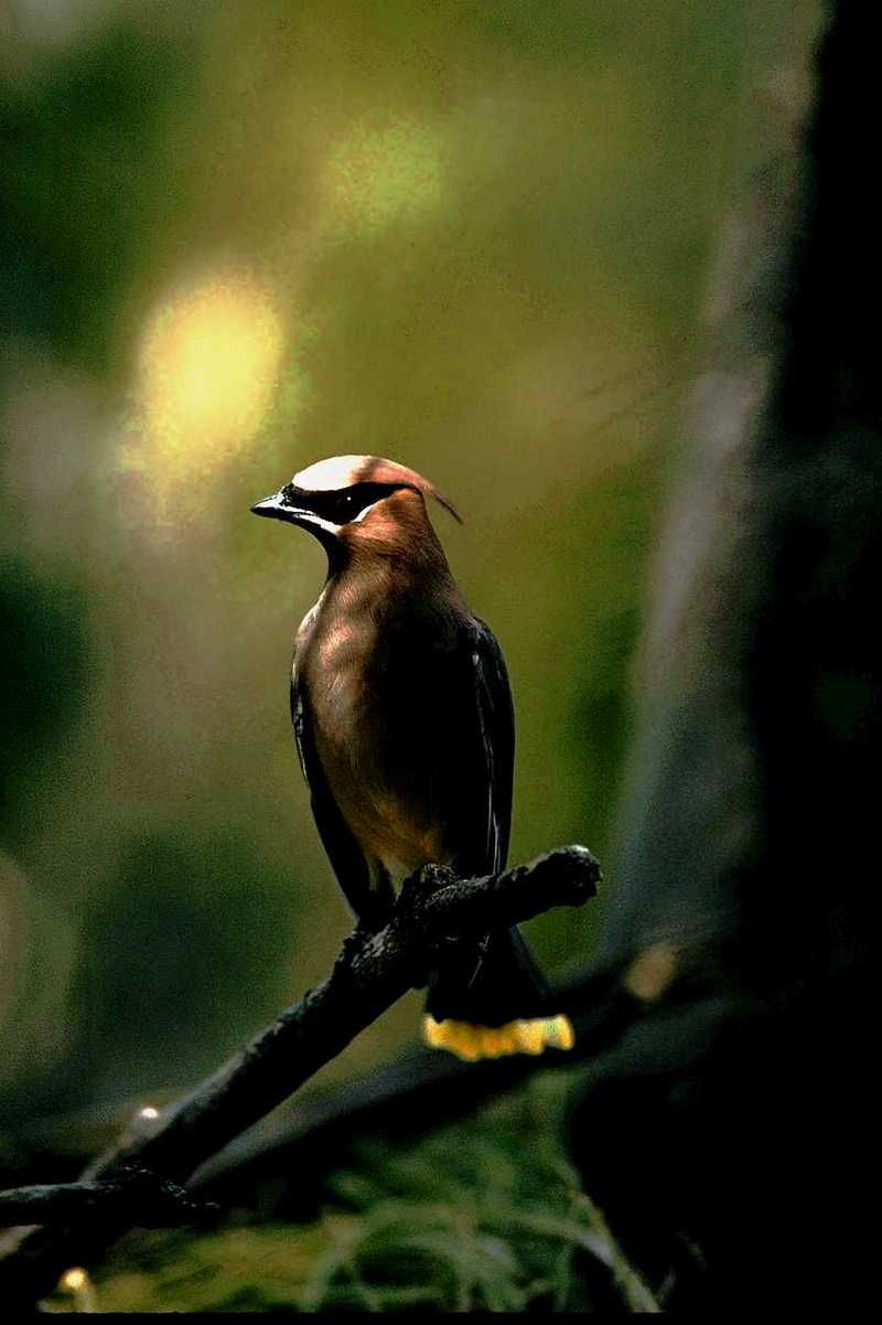 Bohemian Waxwing; DISPLAY FULL IMAGE.