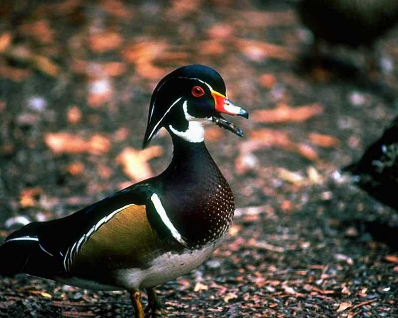 Wood Duck Male (1); DISPLAY FULL IMAGE.