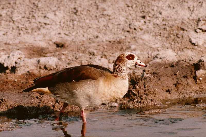 Egyptian Goose - Alopochen aegyptiacus - aau50202.jpg; DISPLAY FULL IMAGE.