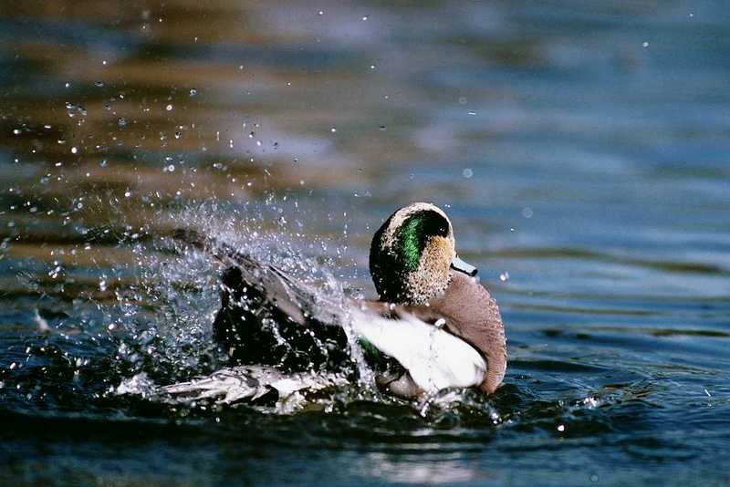 IDENTIFY this duck 2 - aau50207.jpg [1/1]; DISPLAY FULL IMAGE.