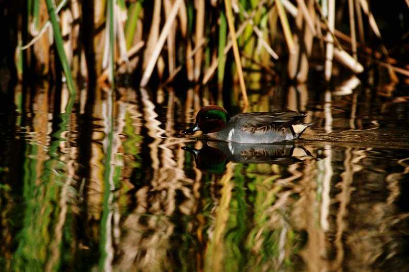 IDENTIFY this duck 3 - aau50208.jpg [1/1]; DISPLAY FULL IMAGE.