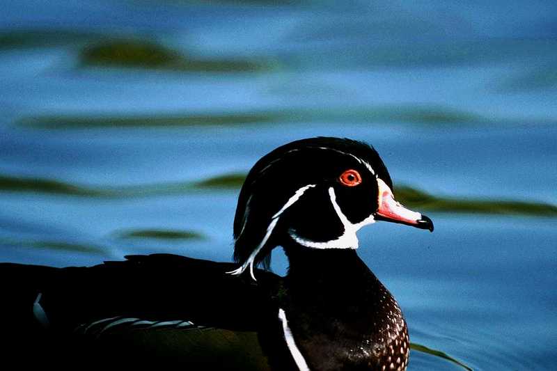 Wood Duck Male (2); DISPLAY FULL IMAGE.