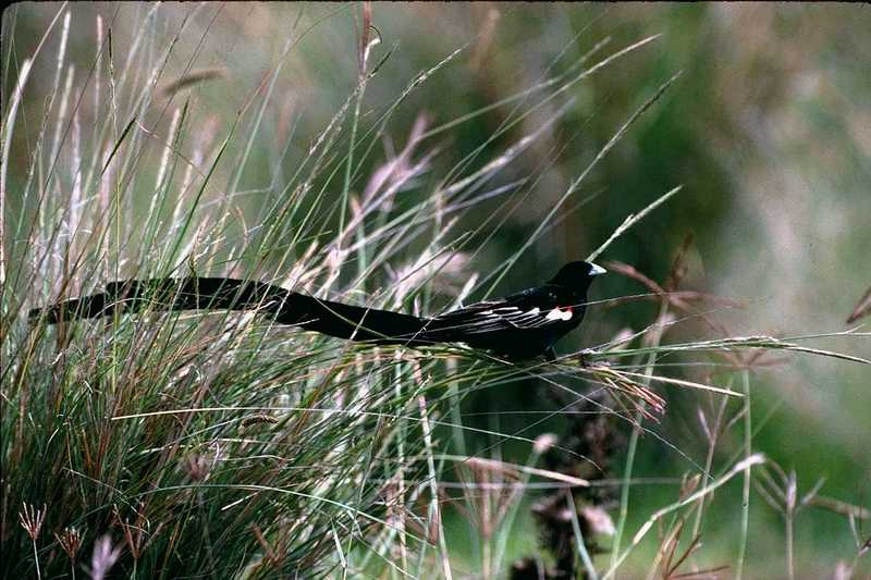 Identification needed for this bird - Can anyone id what bird this is?; DISPLAY FULL IMAGE.