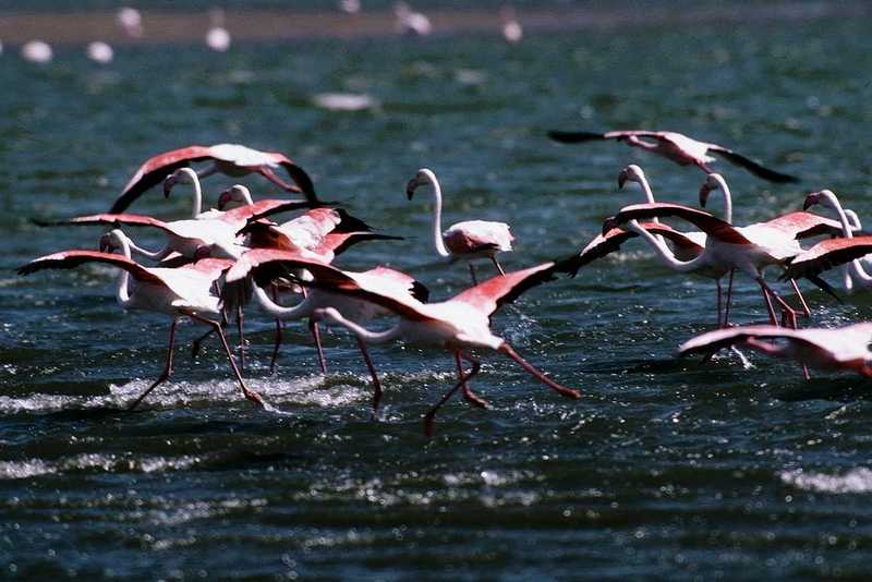 Flamingos (9); DISPLAY FULL IMAGE.