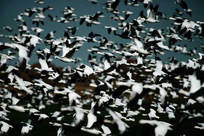Snow Goose - aax50035.jpg; DISPLAY FULL IMAGE.