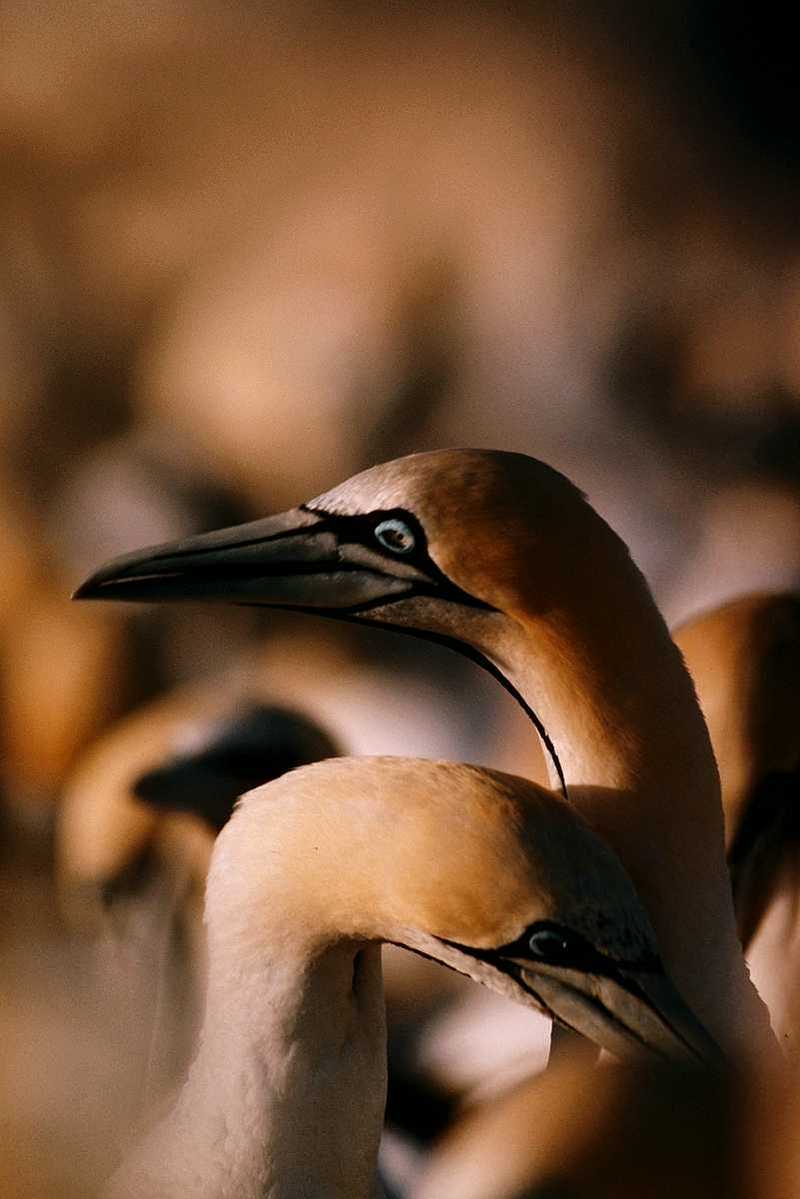 Cape Gannets (3); DISPLAY FULL IMAGE.