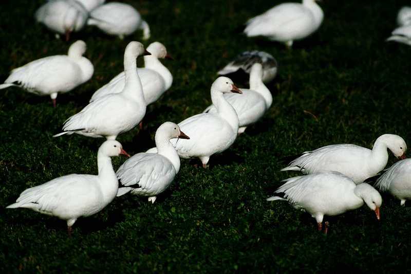 Snow Goose - aax50038.jpg; DISPLAY FULL IMAGE.