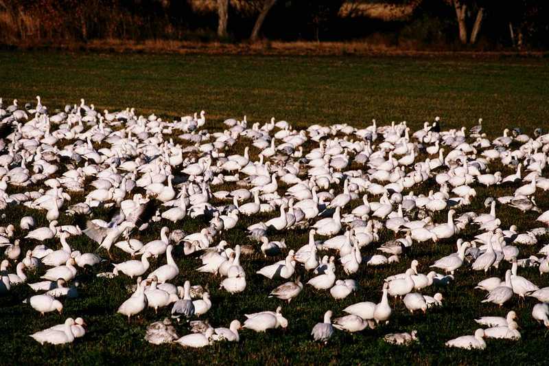 Snow Goose - aax50041.jpg; DISPLAY FULL IMAGE.