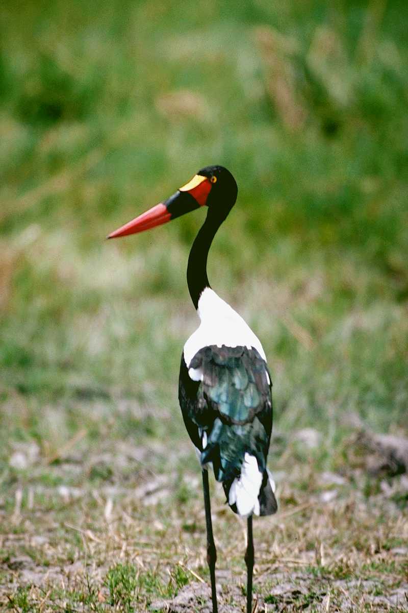 Saddle-billed Stork - Ephippiorhynchus senegalensis - aay50076.jpg; DISPLAY FULL IMAGE.