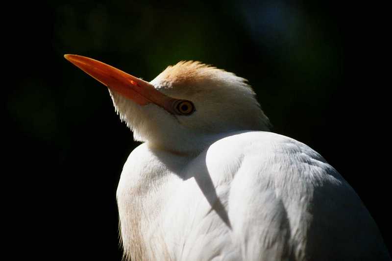 Cattle Egret - aay50077.jpg [1/1]; DISPLAY FULL IMAGE.