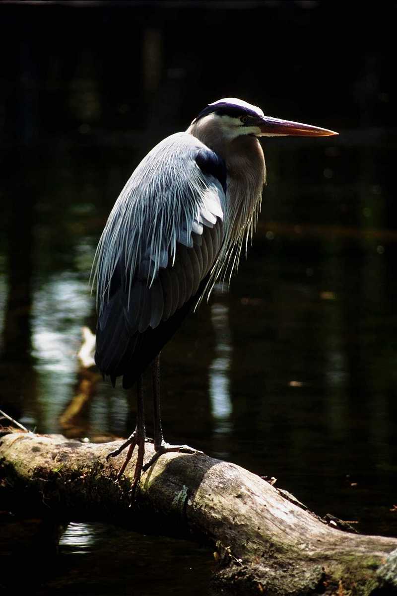 Identification needed for this heron - aay50079.jpg (1/1) = great blue heron (Ardea herodias); DISPLAY FULL IMAGE.